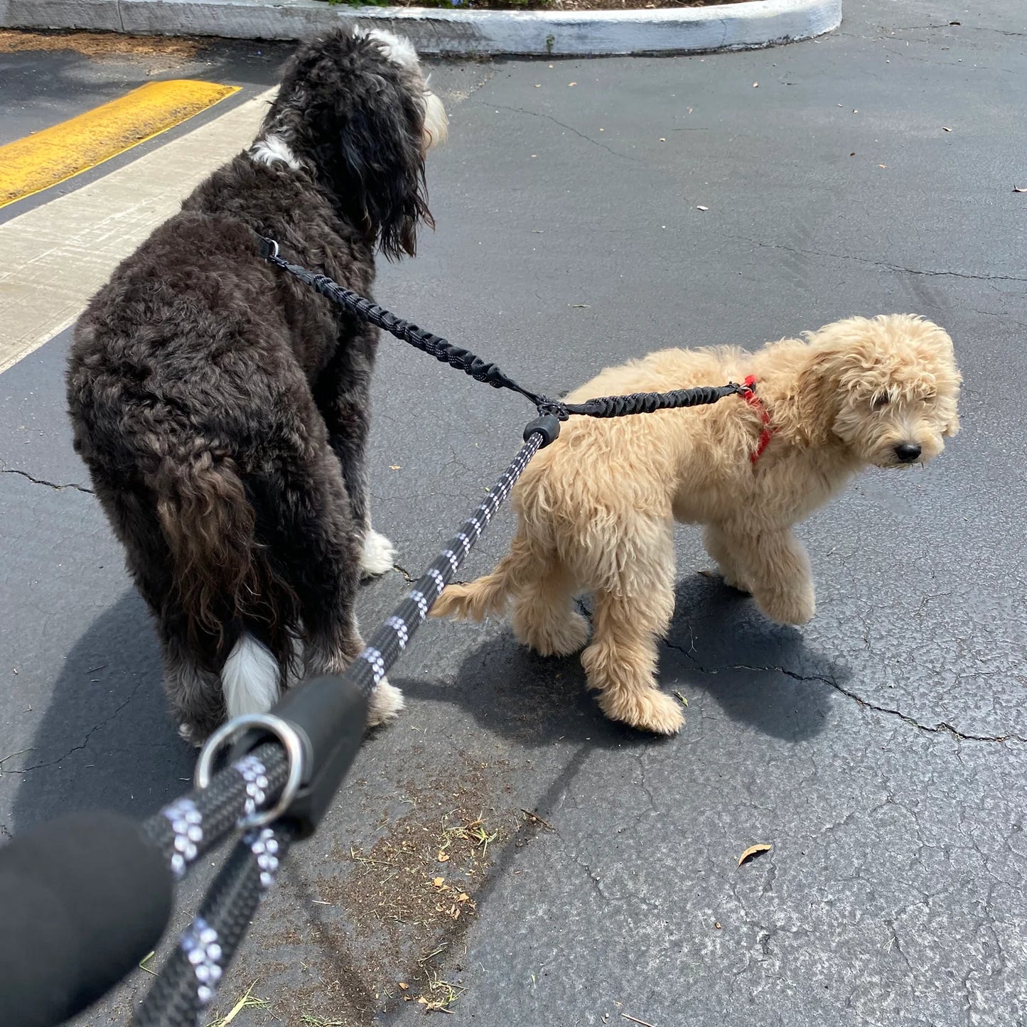 Dual Dog Leash.