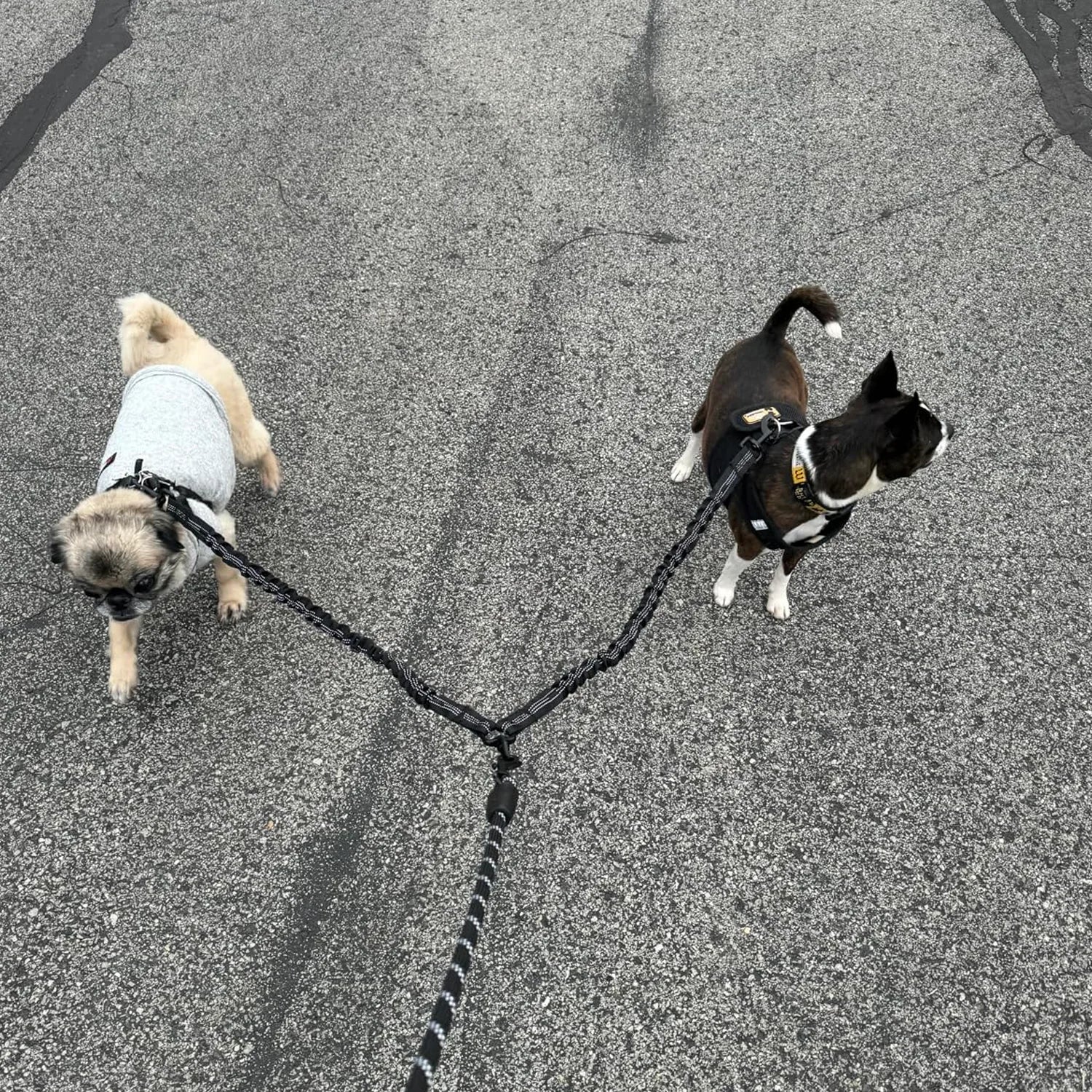 Dual Dog Leash.