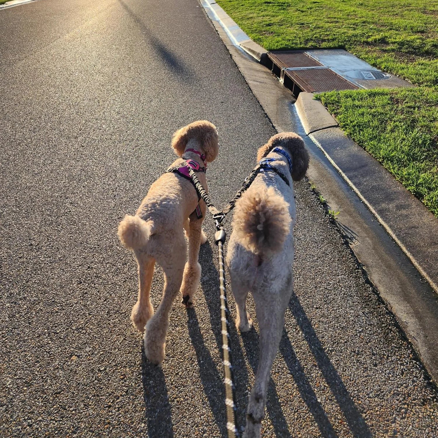 Dual Dog Leash.